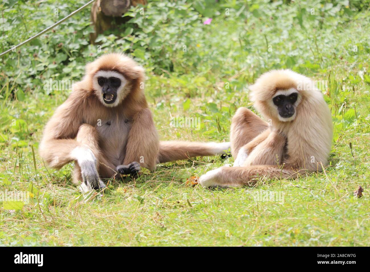 Femmina Gibbon Lar, Penny & maschio, Huggy (Hylobates lar) Foto Stock