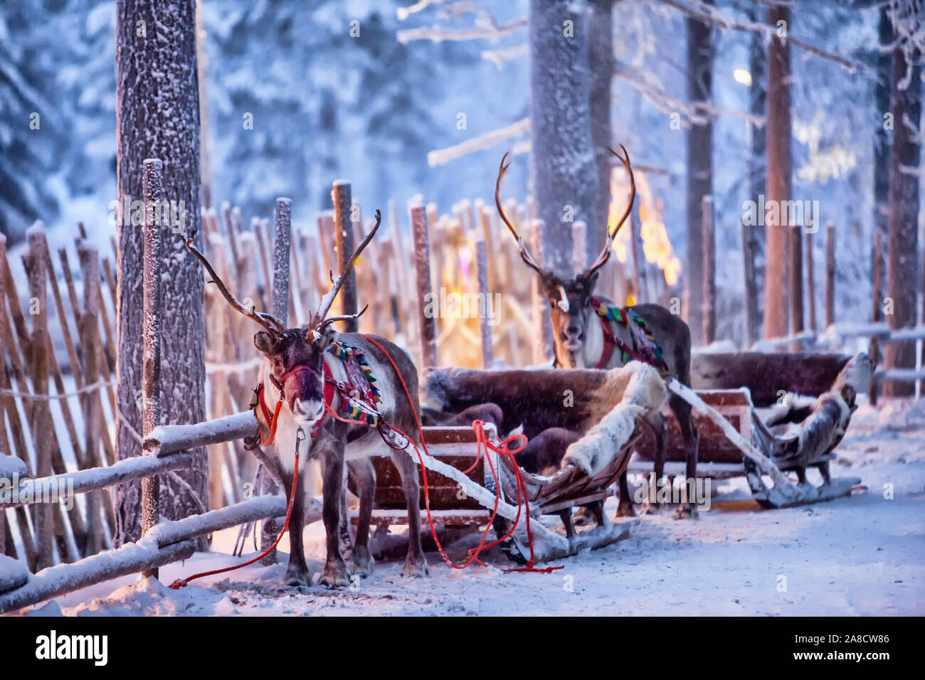 La renna nel cavo in un bellissimo inverno favoloso bosco Foto Stock