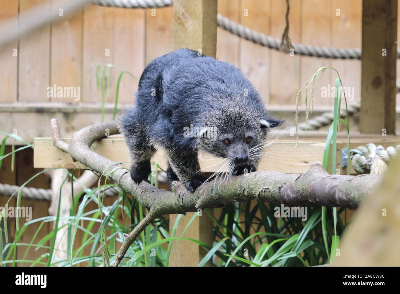 Binturong femmina, Ellie (Arctictis binturong) Foto Stock