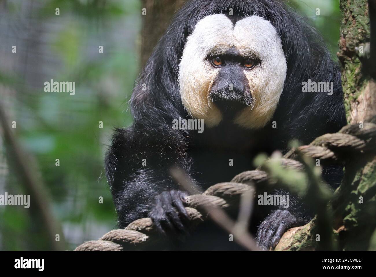 White-Faced maschio Saki (Pithecia pithecia) Foto Stock