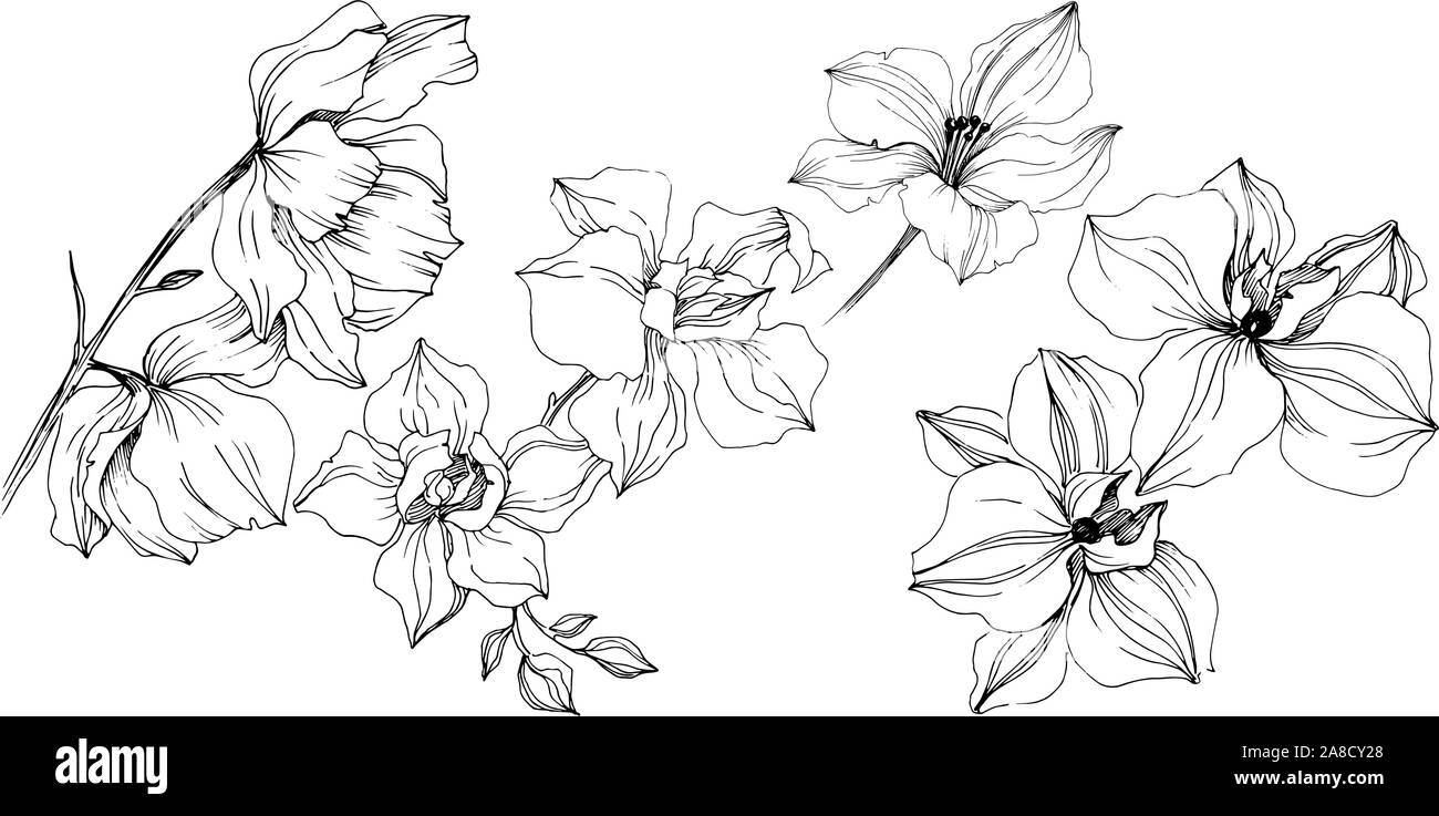 Vettore di fiori di orchidea. Floreale di fiori botanica. Illustrazione isolato elemento. Illustrazione Vettoriale