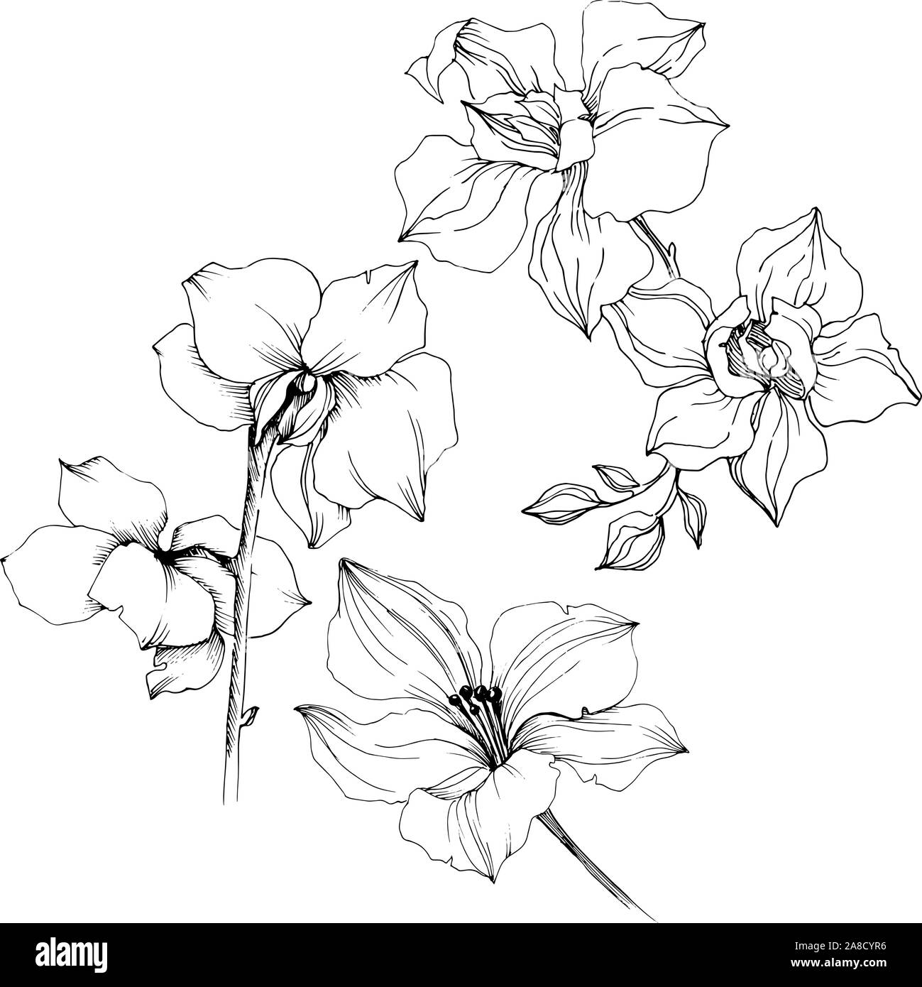 Vettore di fiori di orchidea. Floreale di fiori botanica. Illustrazione isolato elemento. Illustrazione Vettoriale