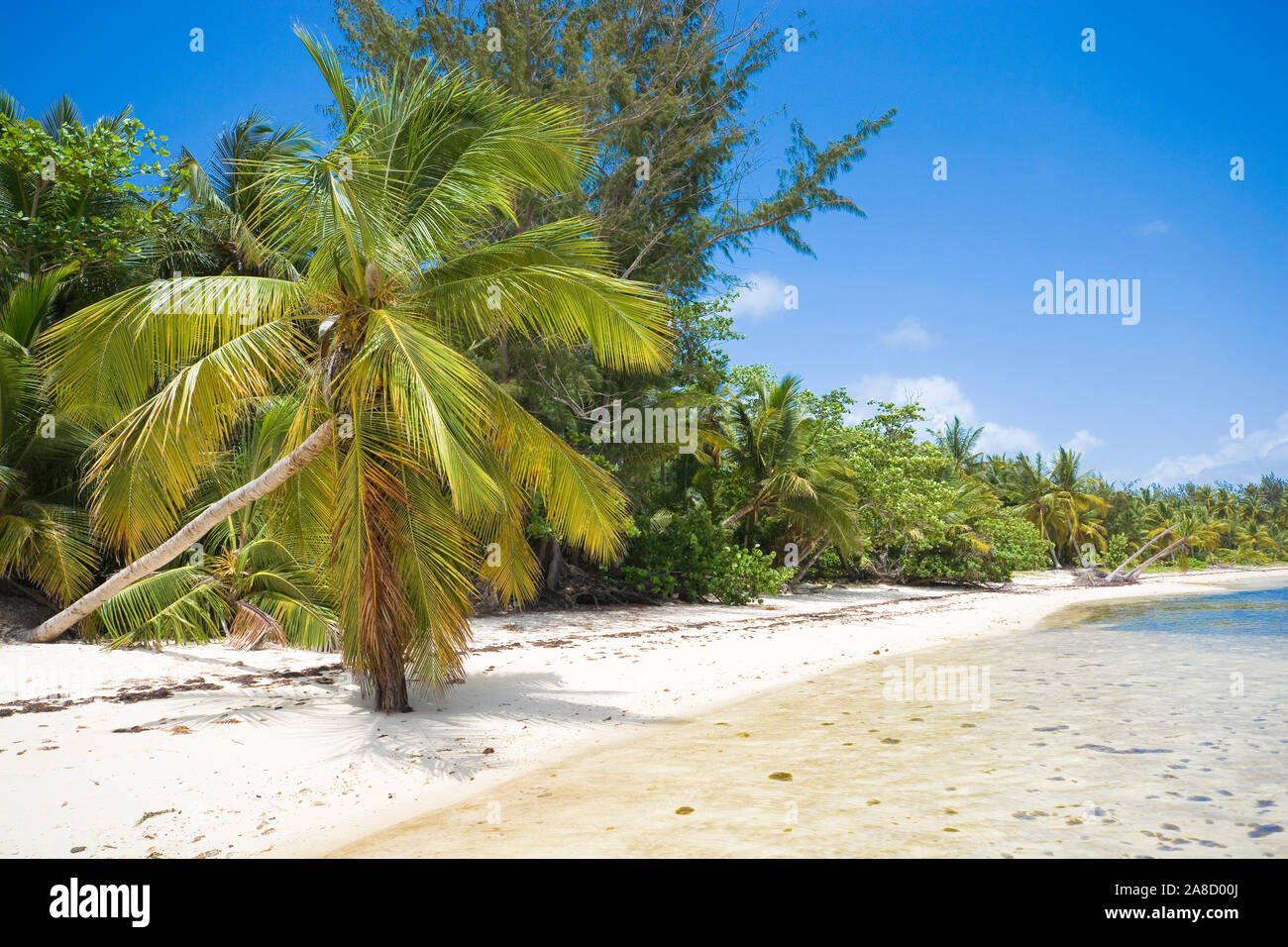 Inclinate palme sulla costa selvaggia di Sargasso sea, Punta Cana  Repubblica Dominicana Foto stock - Alamy