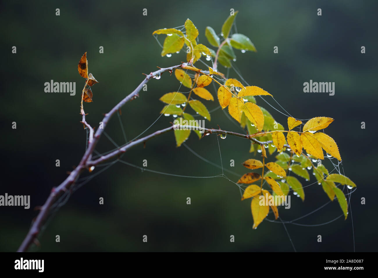 Rugiada di mattina su un ramo di rose selvatiche. Tempo di autunno Foto Stock