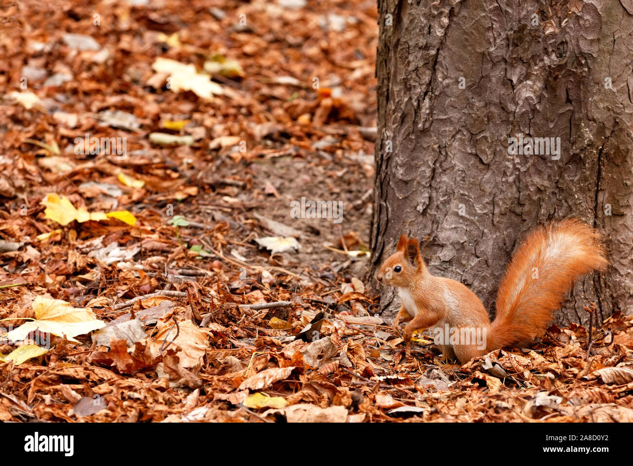 Ritratto di un arancione scoiattolo soffici contro lo sfondo di foglie cadute nella foresta, chi ascolta con attenzione per l'ambiente. Foto Stock