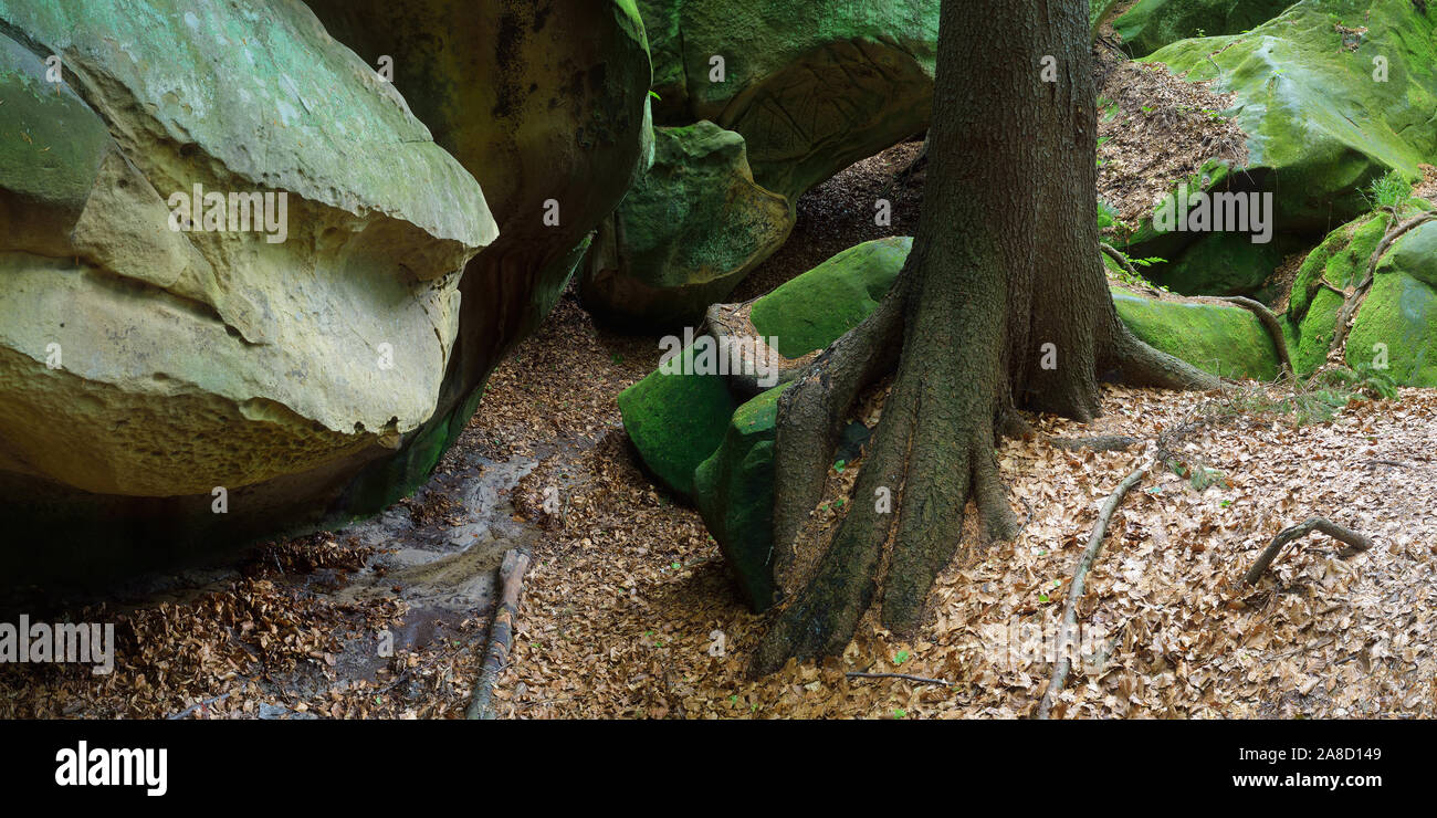 Paesaggio forestale. Rocce tra gli alberi. Bella root su pietra. La bellezza della natura. Carpazi, Ucraina, Europa Foto Stock