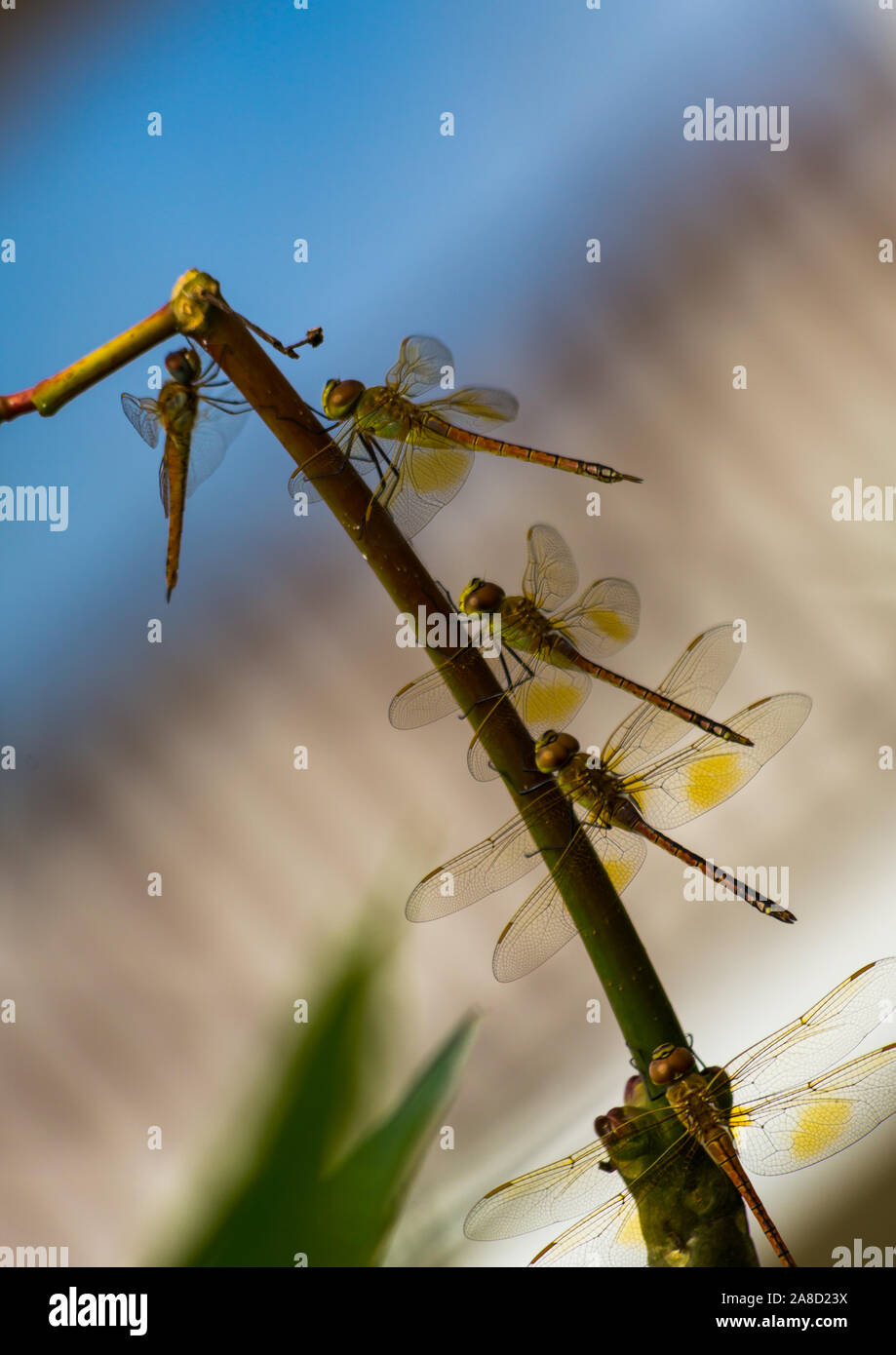 Dragonfly coleotteri sono molto piacevoli con ali trasparenti Foto Stock