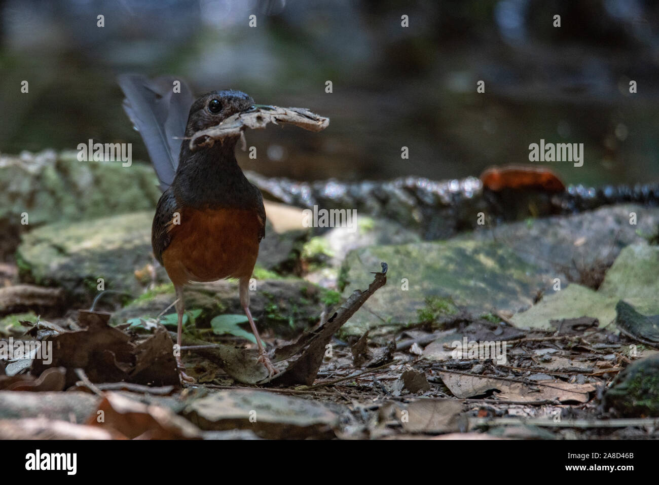 Un bellissimo uccello ronzio nella giungla Foto Stock
