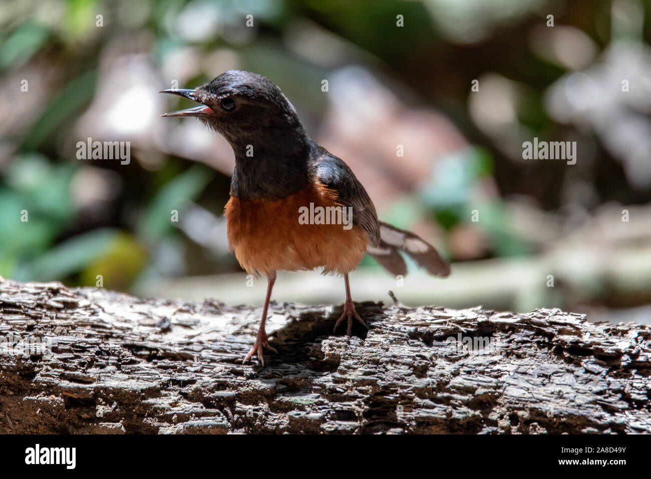 Un bellissimo uccello ronzio nella giungla Foto Stock