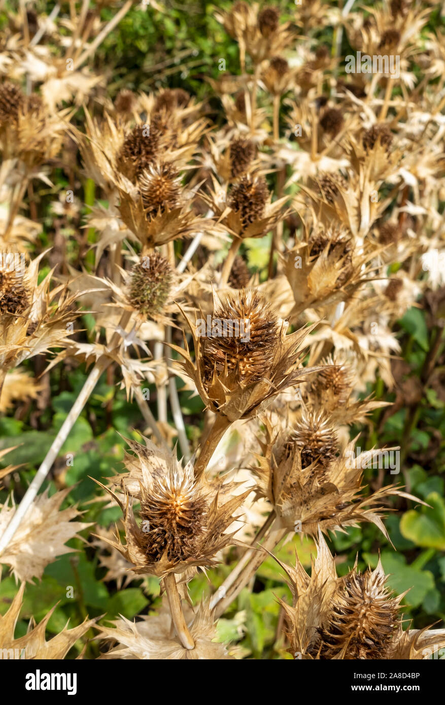 Testa di semina essiccata di eryngium pianta in autunno Inghilterra Regno Unito GB Gran Bretagna Foto Stock