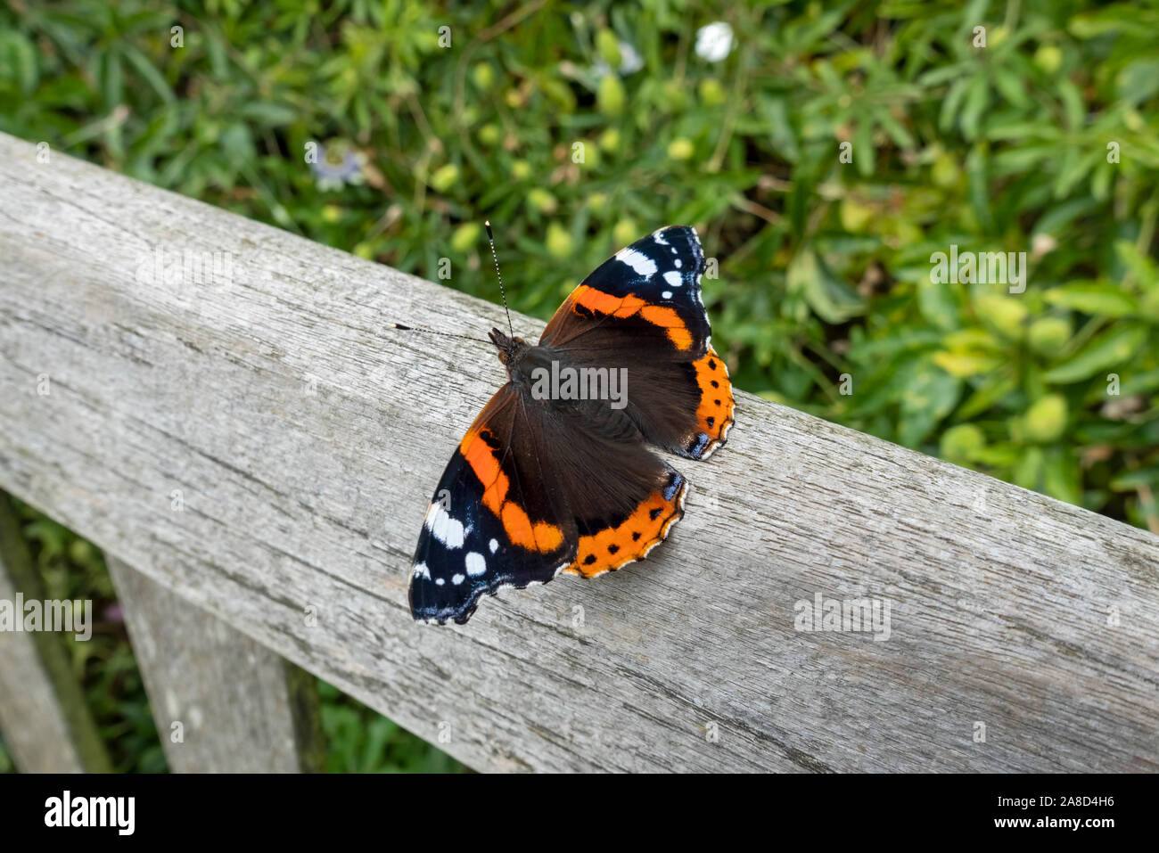 Primo piano di Red ammiral farfalla insetto poggiato su panca in giardino Inghilterra Regno Unito GB Gran Bretagna Foto Stock