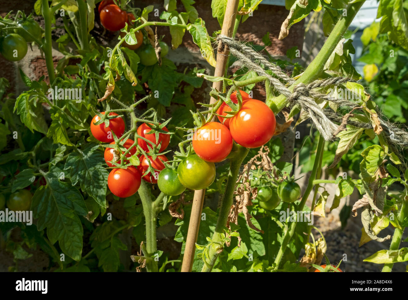 Primo piano di Gardeners deliziare pomodori rossi verdi piante piante piante che crescono fuori nel giardino estate Inghilterra Regno Unito GB Gran Bretagna Foto Stock