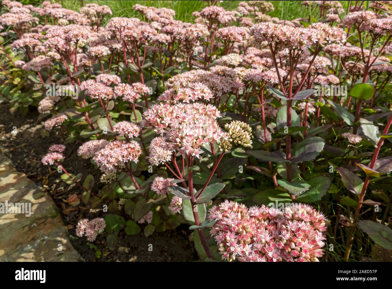 Primo piano di fiori in fiore rosa sedum matrona in estate Inghilterra UK Regno Unito GB Gran Bretagna Foto Stock