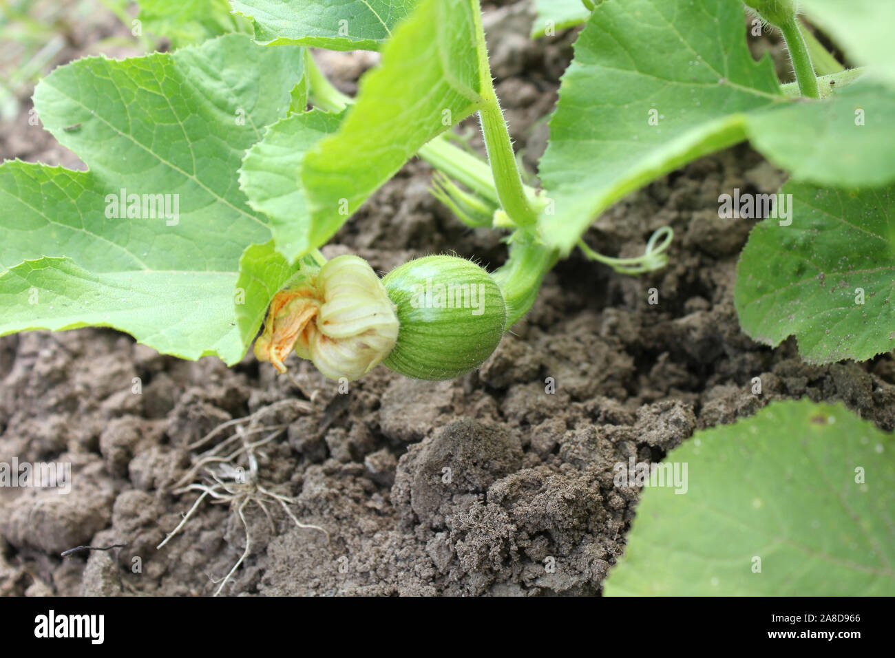 Impianto di zucca con poco frutto acerbo Foto Stock