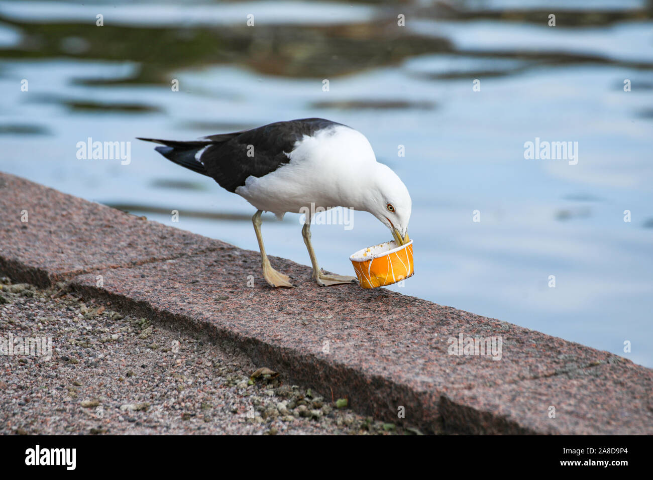 Lesser black-backed gull (Larus fuscus fuscus) vuote con coppa di gelato sulla banca del mare Foto Stock