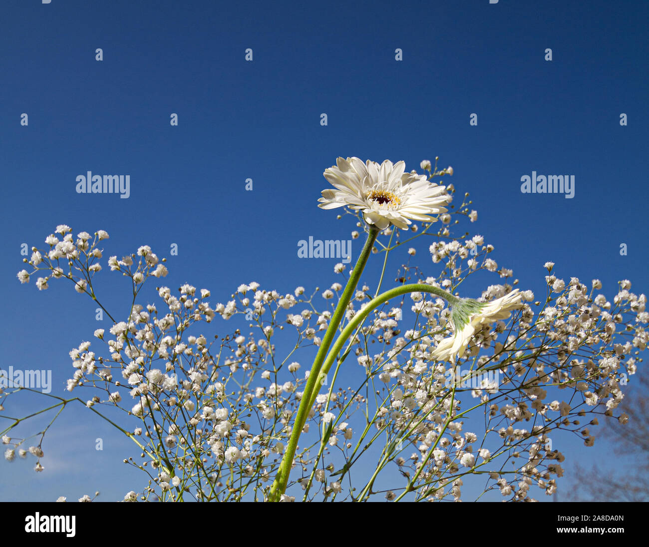 White gerbera daisy fiori e gypsophila paniculata, baby l'alito di fiori con blu brillante sullo sfondo del cielo Foto Stock