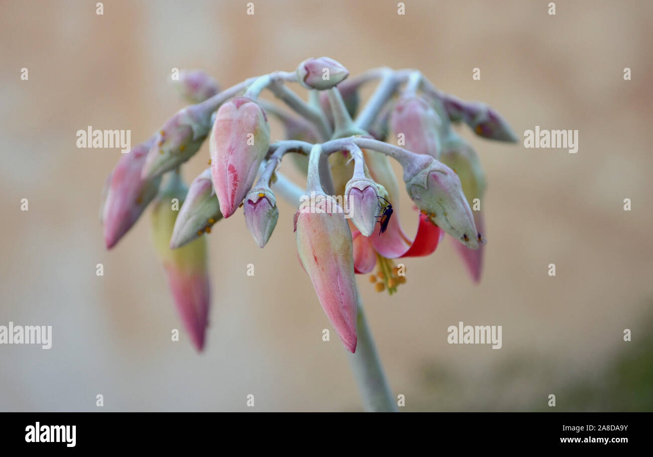 Cotiledone orbiculata è un arbusto succulenti fino a 5 piedi 1,5 mtall. Piccoli insetti sulla parte superiore dei loro petali di colore arancione. Maiale'orecchio. Foto Stock