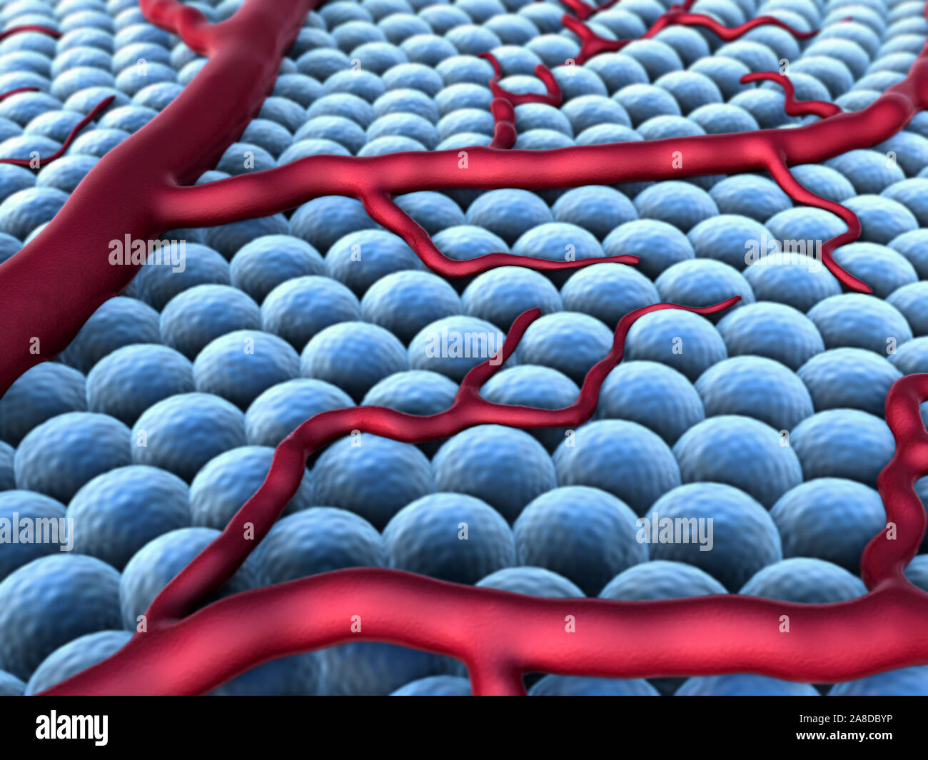 Campo delle celle, cell, vena, recettori presenti sulla superficie di cellule Foto Stock