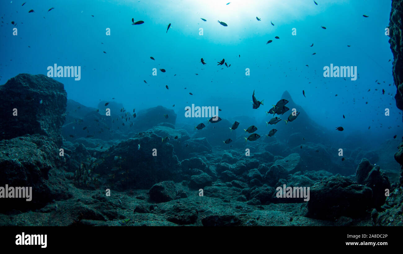 Atlantico paesaggio subacqueo con il pesce e la luce del sole Foto Stock