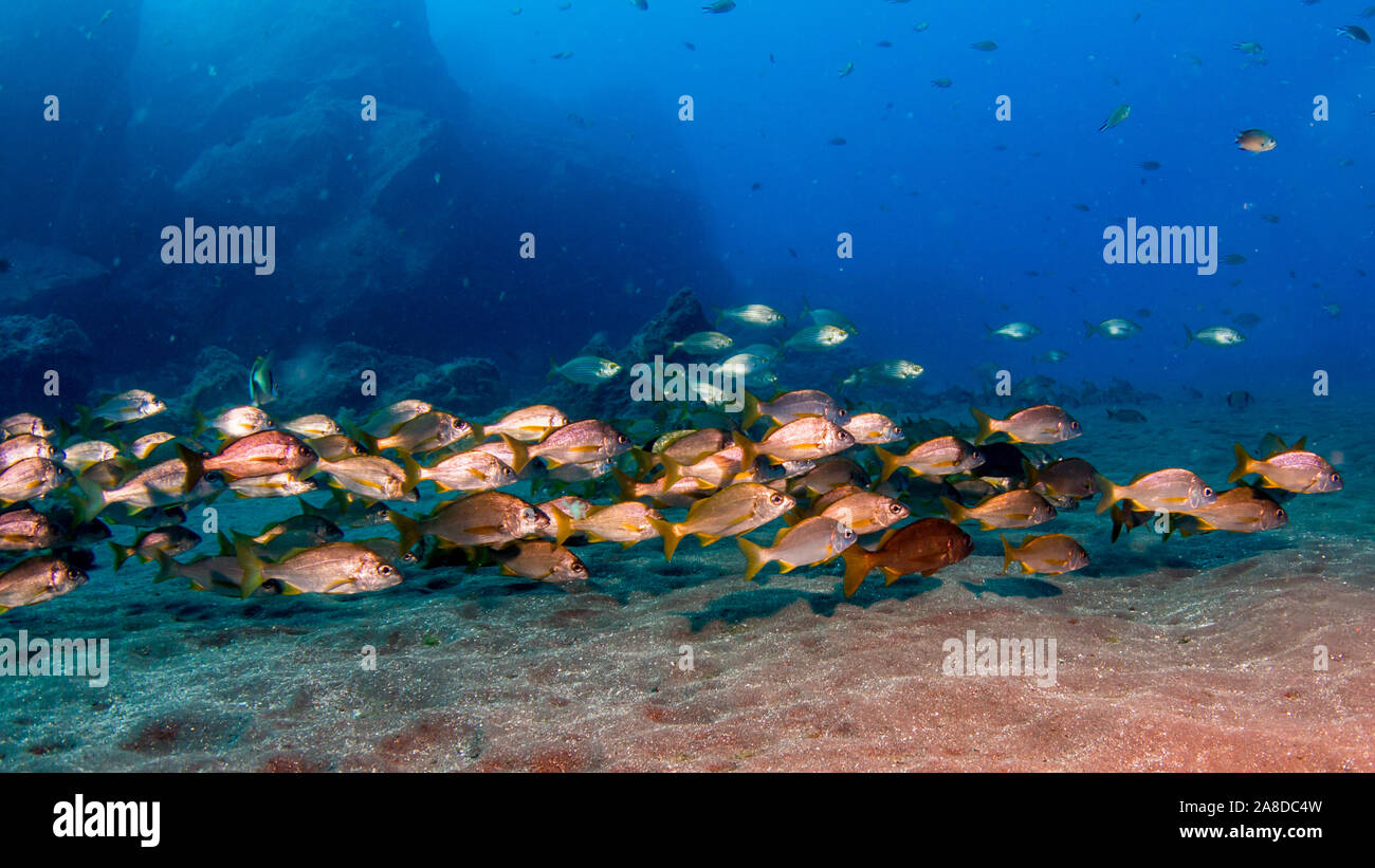 Scuola di pesce in acqua blu Foto Stock
