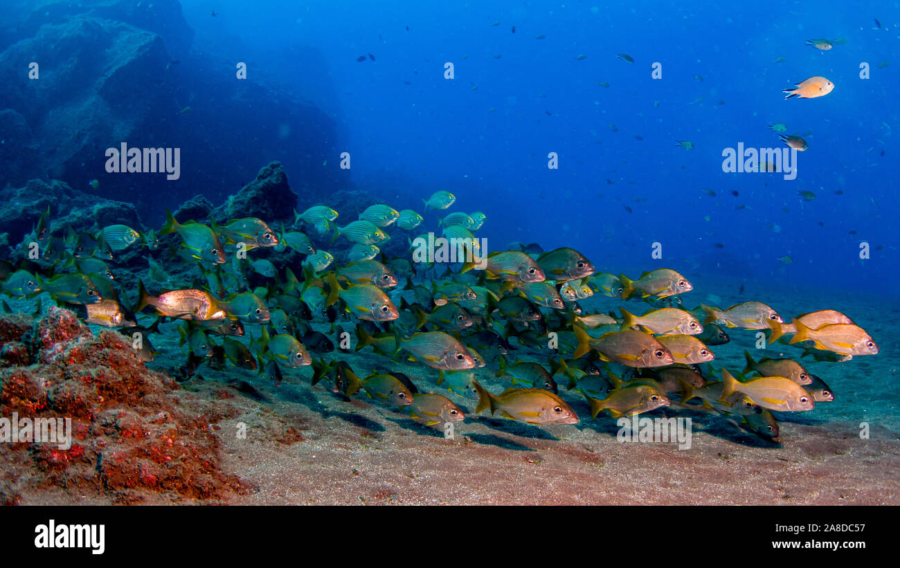 Scuola di pesce in acqua blu Foto Stock