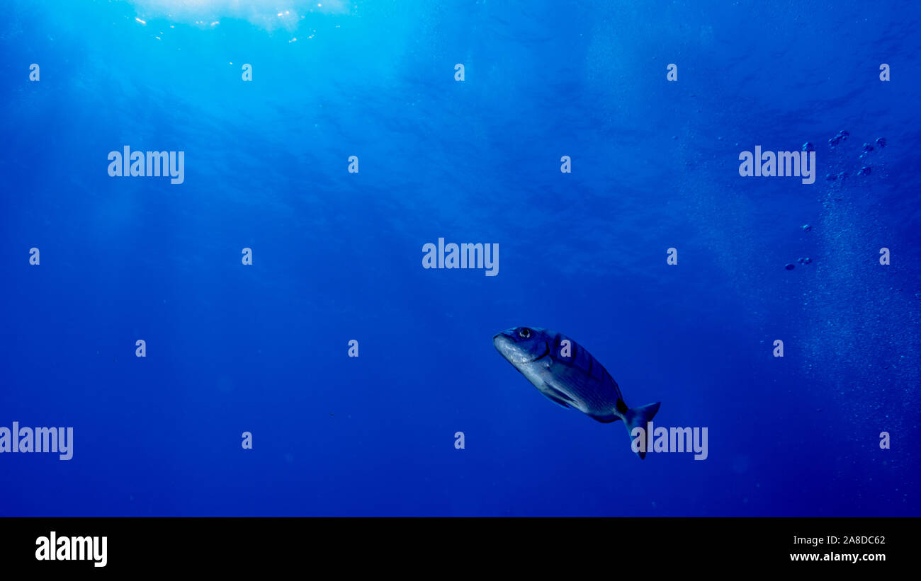 Pesce in acqua blu, sopra la luce solare Foto Stock