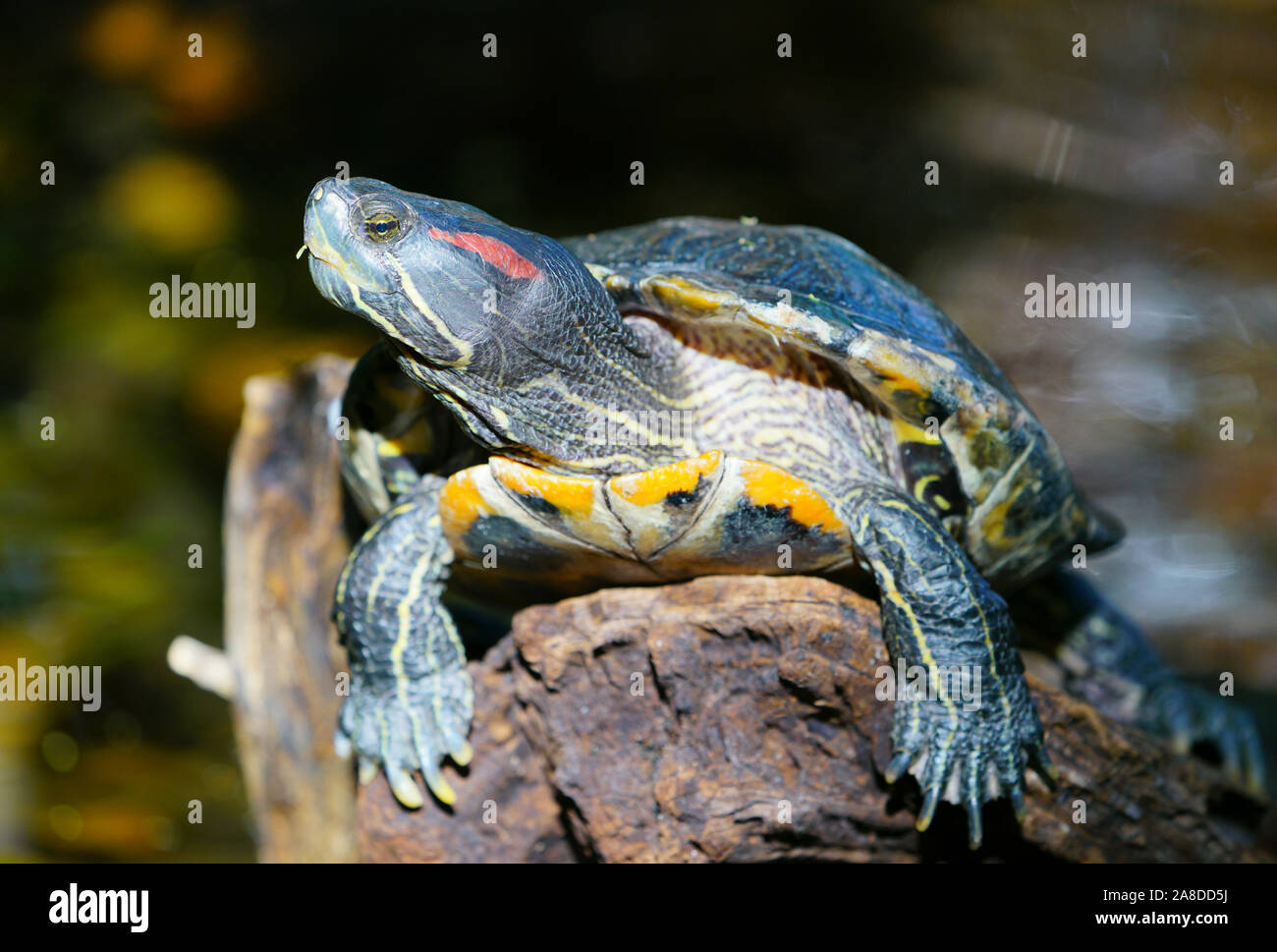 Un rosso-eared slider turtle (Trachemys scripta elegans) Foto Stock
