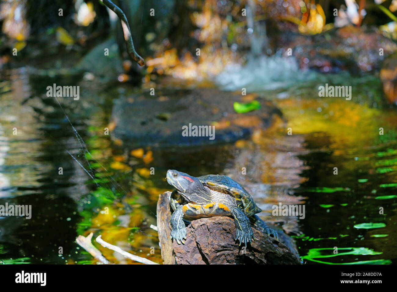 Un rosso-eared slider turtle (Trachemys scripta elegans) Foto Stock
