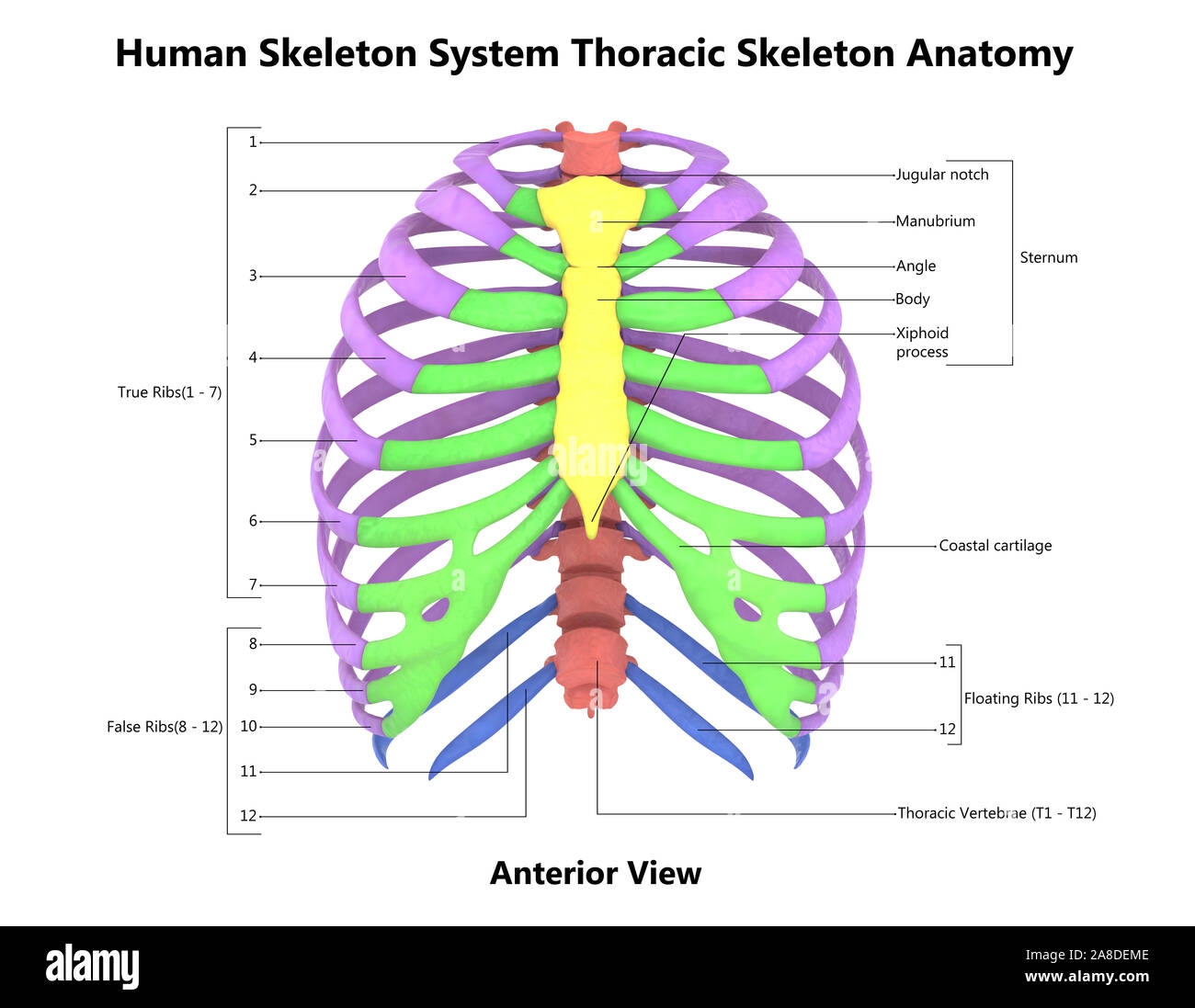 Scheletro umano sistema vertebra toracica anatomia Foto Stock