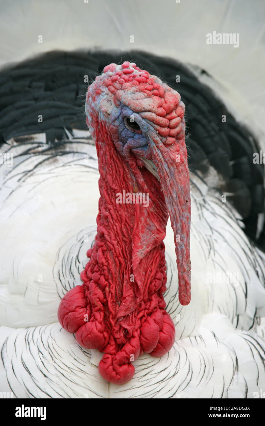 La Turchia ornamentali, Meleagris gallopavo, royal palm razza di cervo maschio con piumaggio bianco e nero, rosso snood e bargiglio con nessuno sfondo. Foto Stock