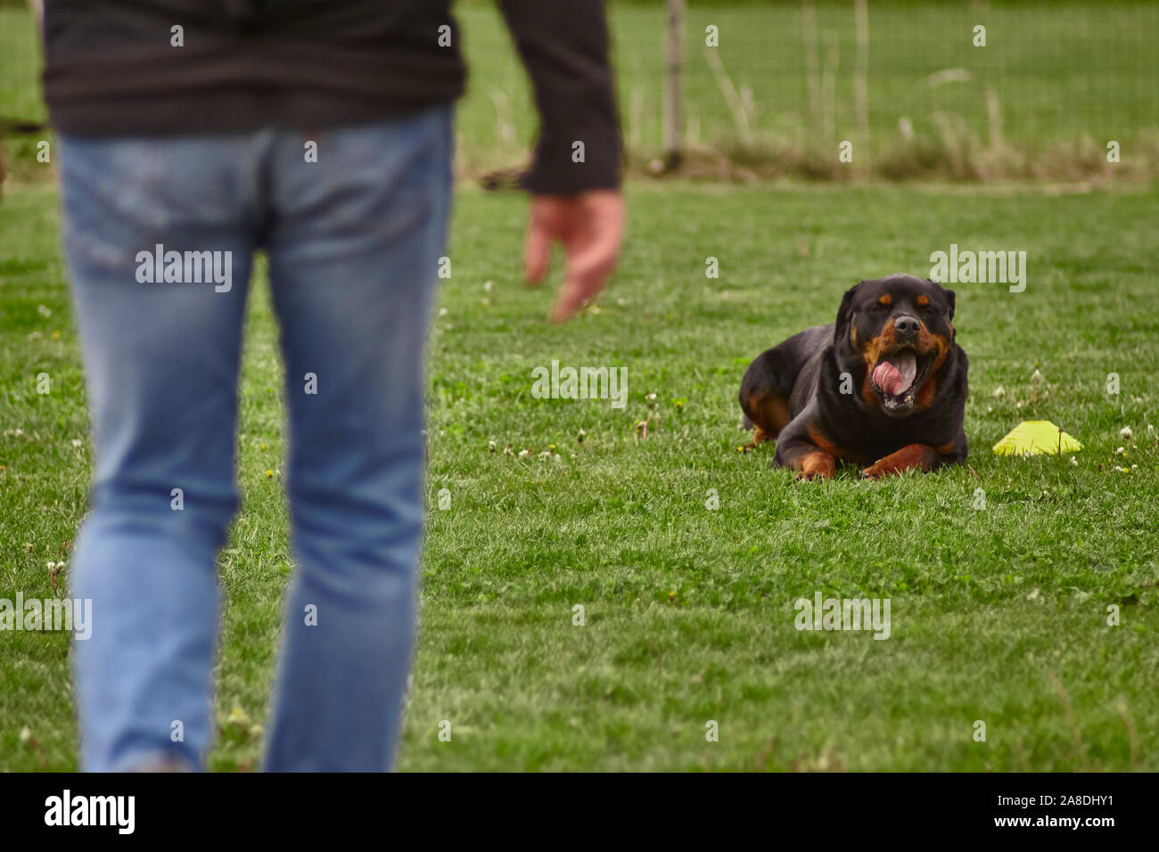 Dog trainer in un cane la concorrenza #3 Foto Stock