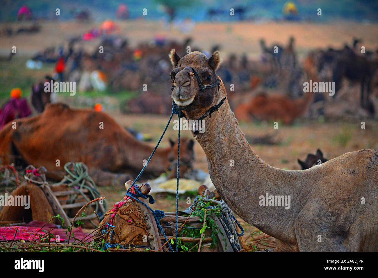 Cammelli in Pushkar fiera del bestiame in Rajasthan. L'annuale Fiera del bestiame è detto di essere una delle più grandi fiere del cammello nel mondo. Foto/Sumit Saraswat Foto Stock