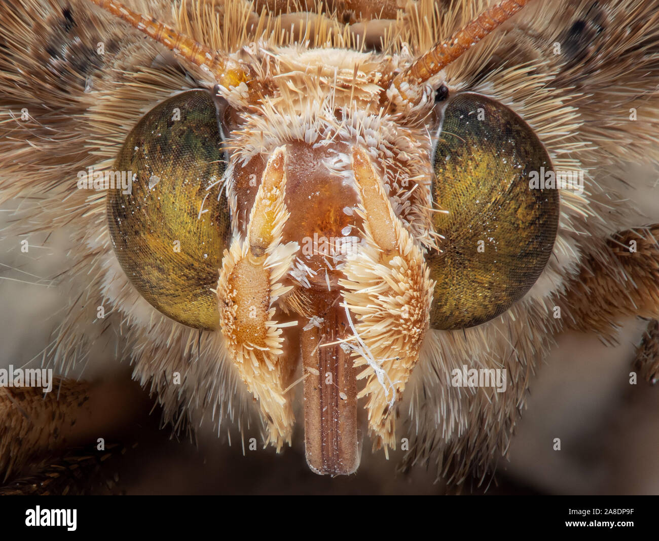 La fotografia macro di testa della piccola Butterfly, impilatura Macro 195 foto Foto Stock