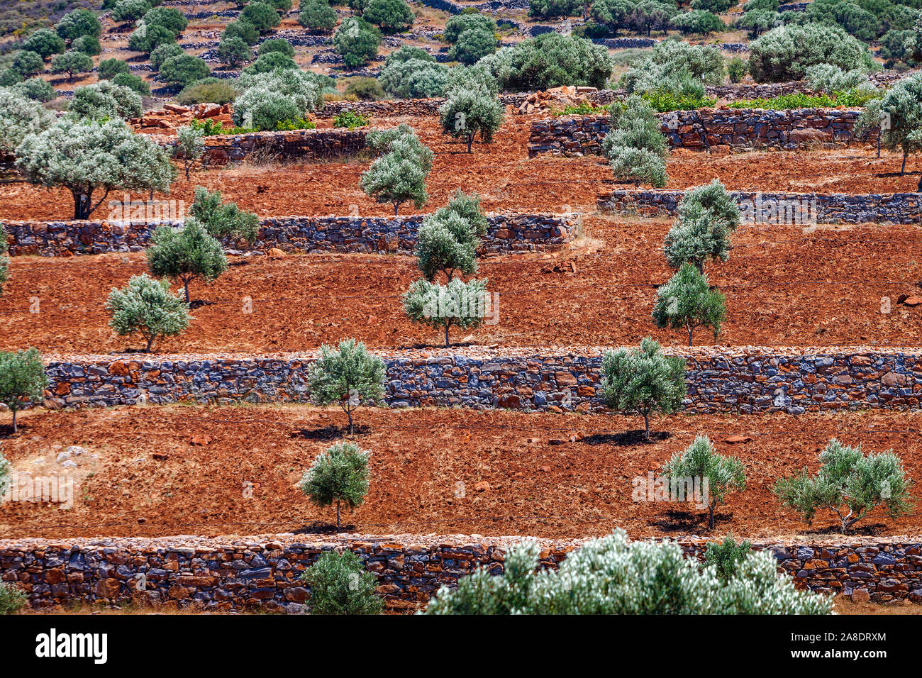 Bellissima vista di un oliveto sulla montagna di Creta in Grecia Foto Stock