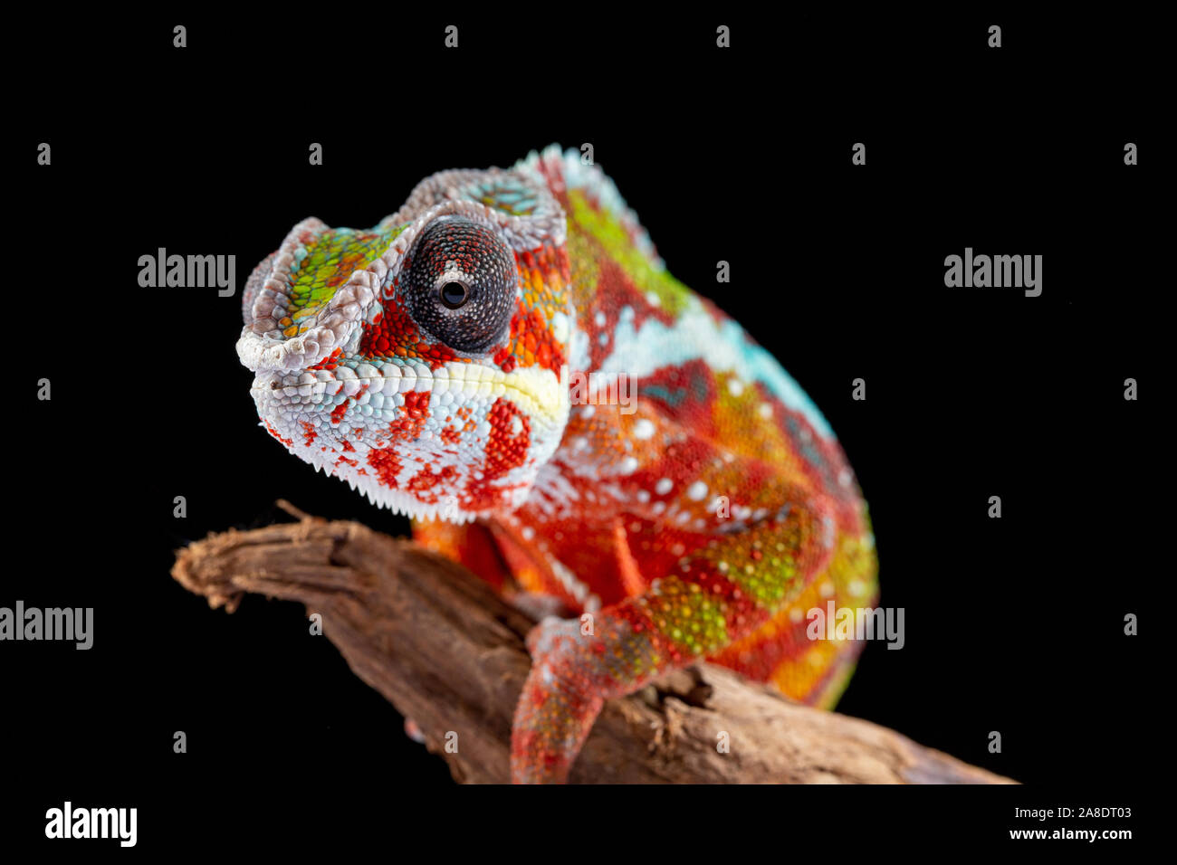 Panter camaleonte, furcifer pardalis, fotografata su uno sfondo semplice Foto Stock