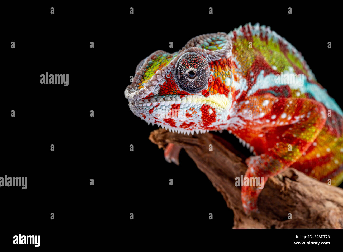 Panter camaleonte, furcifer pardalis, fotografata su uno sfondo semplice Foto Stock