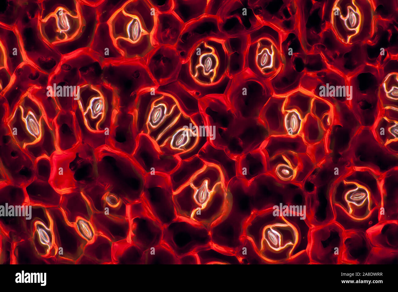 Immagine al microscopio di una foglia di begonia Foto Stock