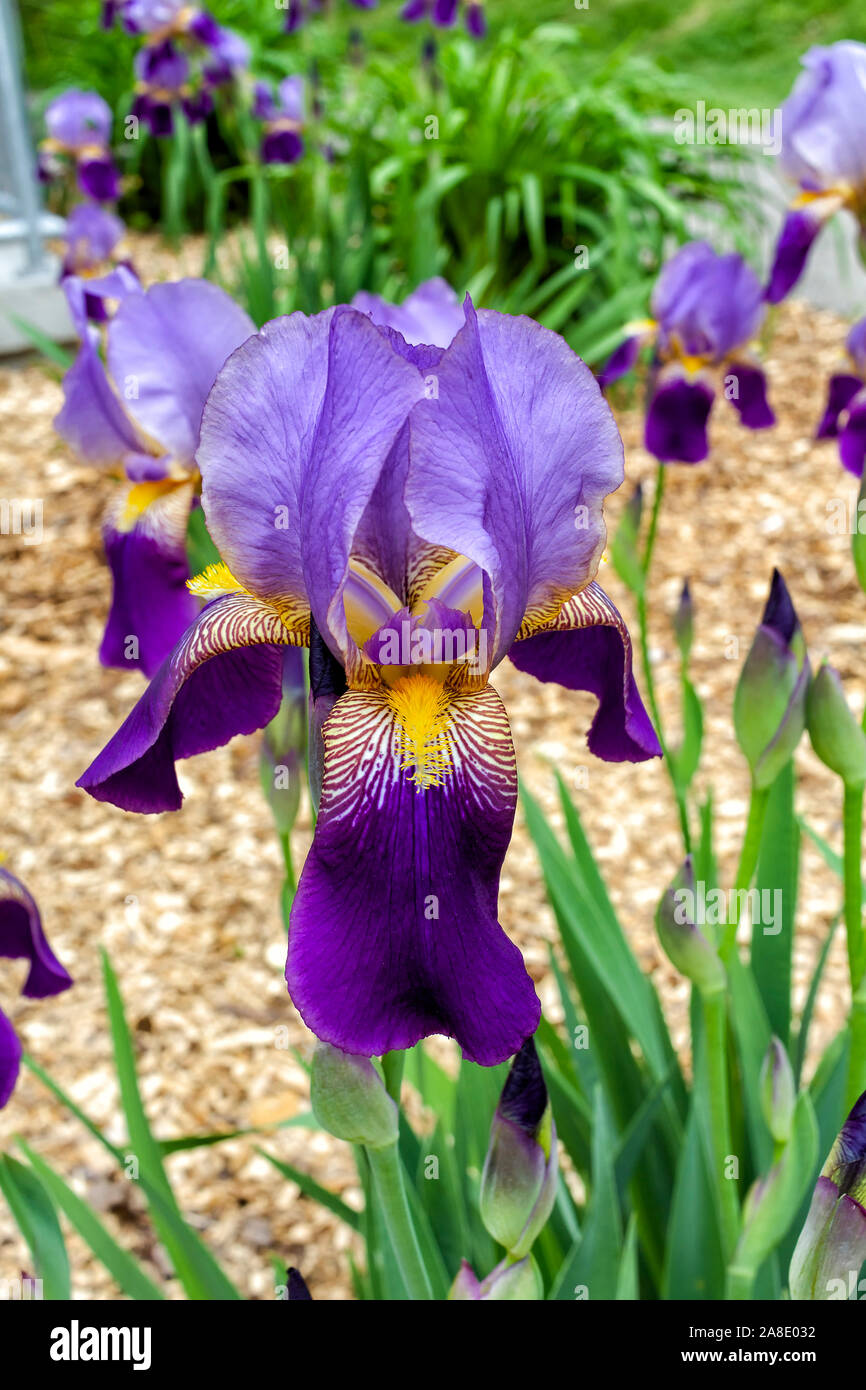 Iris fiore in giardino Foto Stock