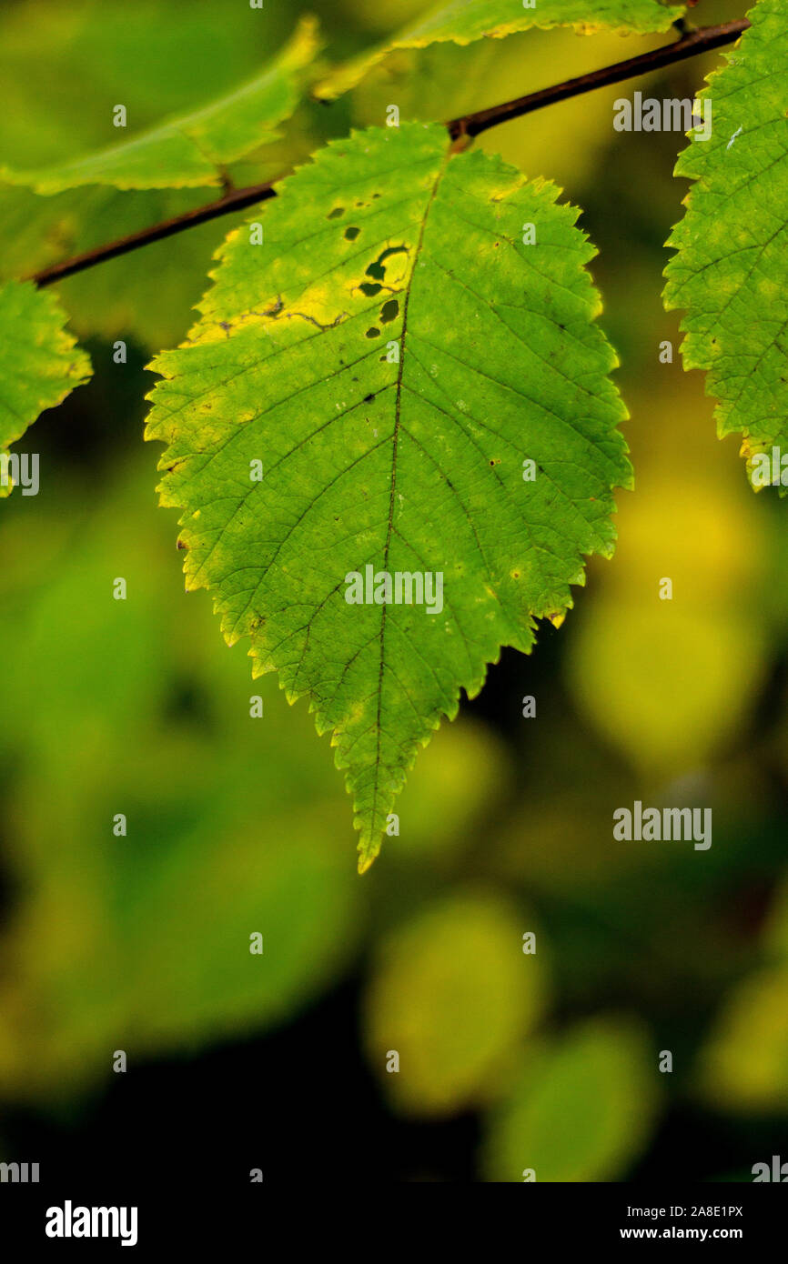 Foglia verde su un ramo di albero Foto Stock