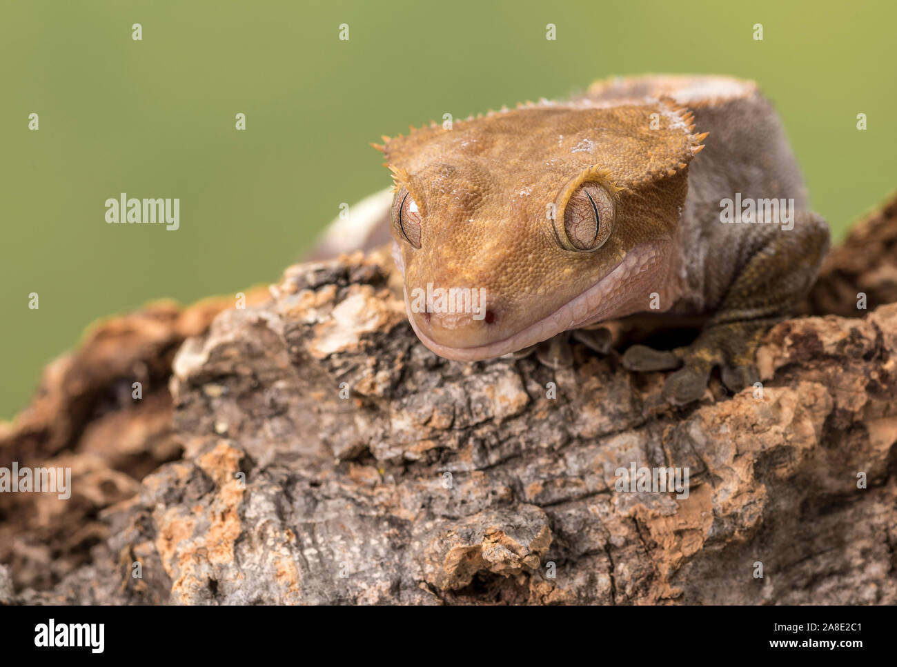 Crested Gecko. Isolati contro un muto sfondo verde. Focus su gli occhi. Camera per copia. Foto Stock