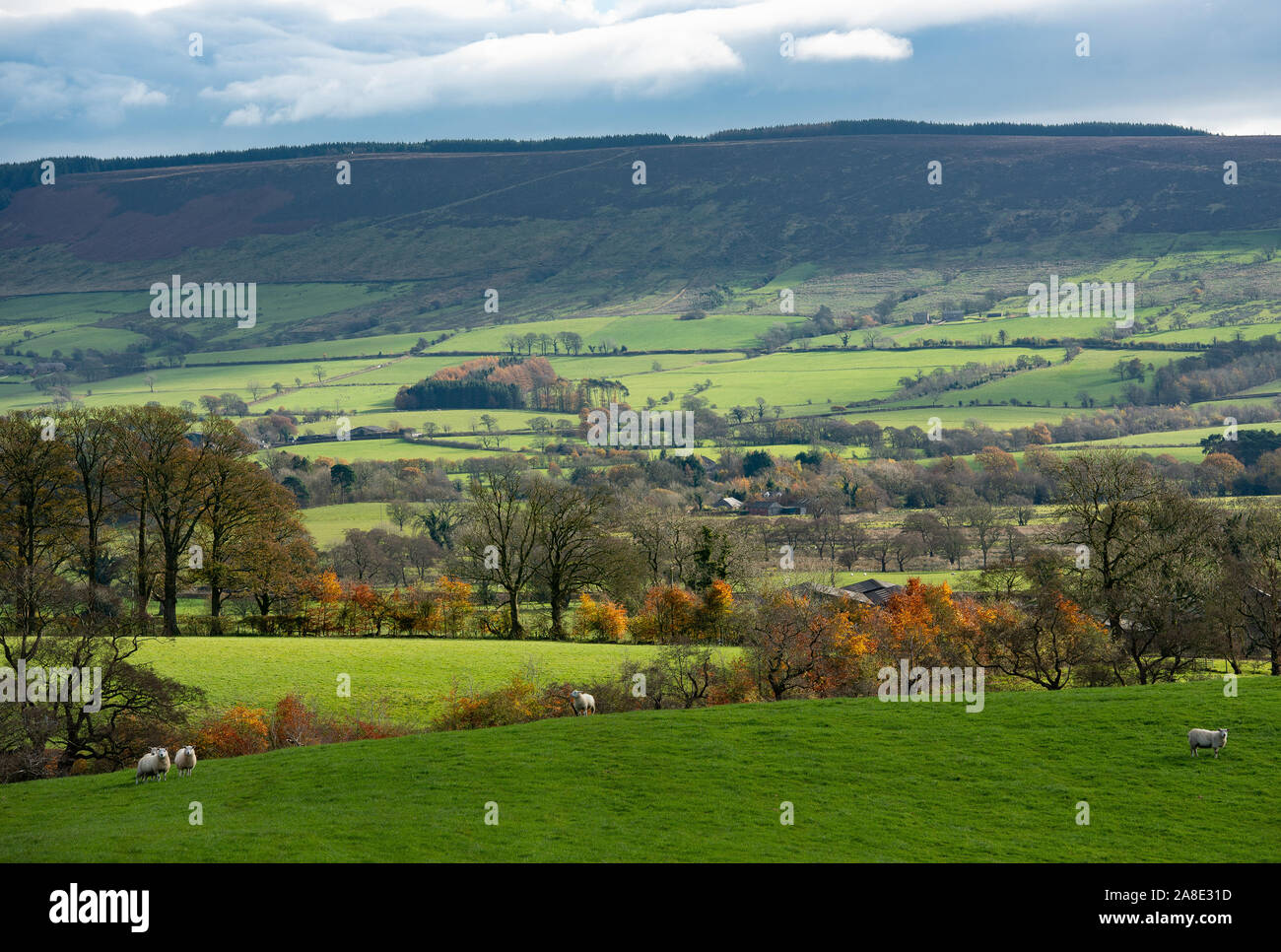 Longridge cadde, Preston, Lancashire. 8 Nov 2019. Regno Unito: Meteo Autunno colori guardando verso Longridge cadde da scheggiature, Preston, Lancashire. Credito: John Eveson/Alamy Live News Foto Stock