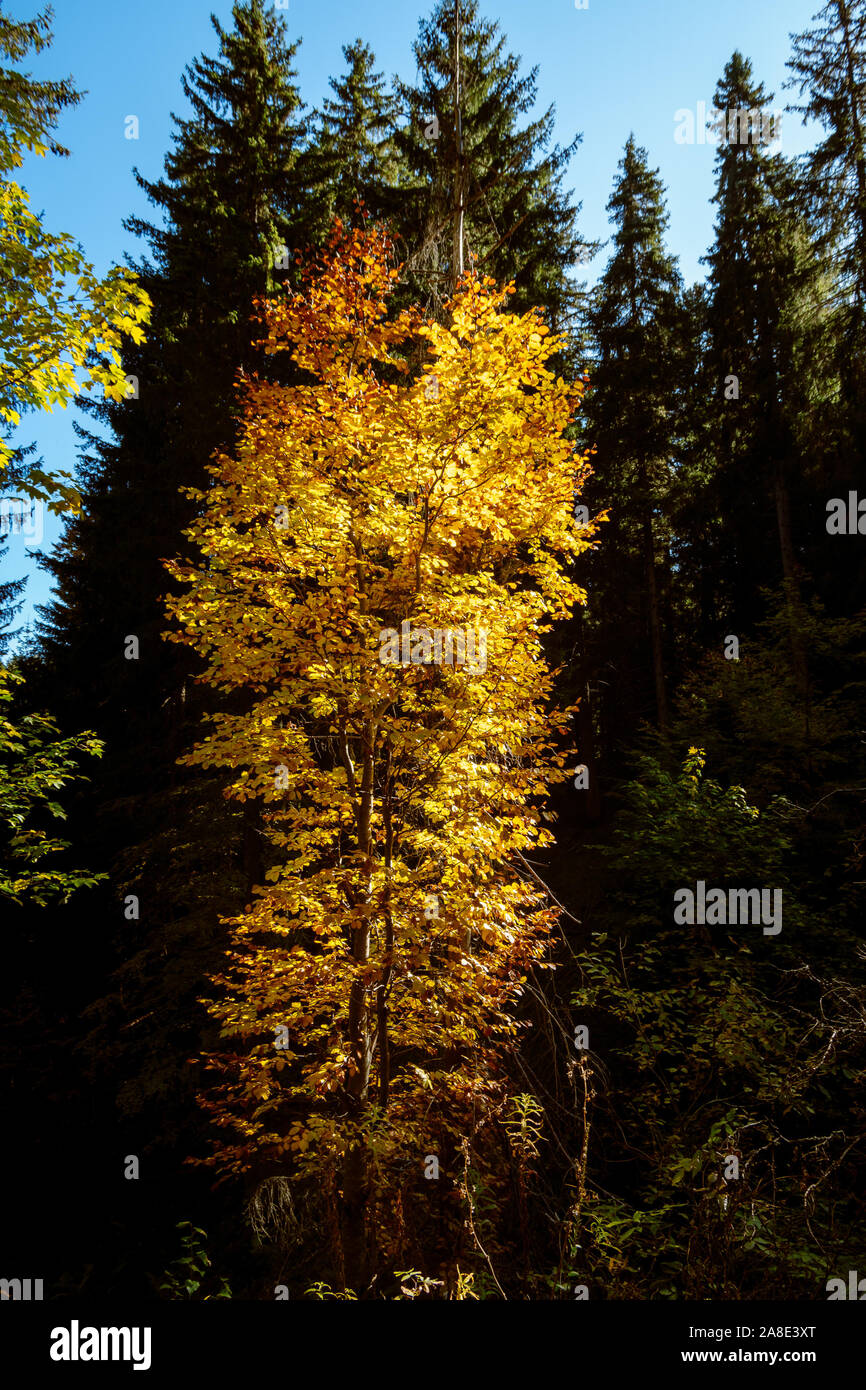 Autumn Tree con il giallo oro foglie illuminate dal sole contro una foresta di alti alberi di conifere. Foto Stock