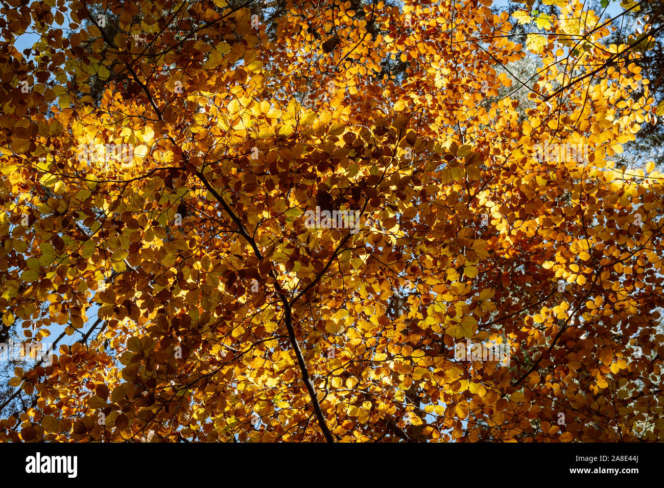 Delle chiome e rami con giallo bruno Foglie di autunno illuminata dai raggi del sole. La luce del sole splende attraverso le foglie d'oro. Foto Stock