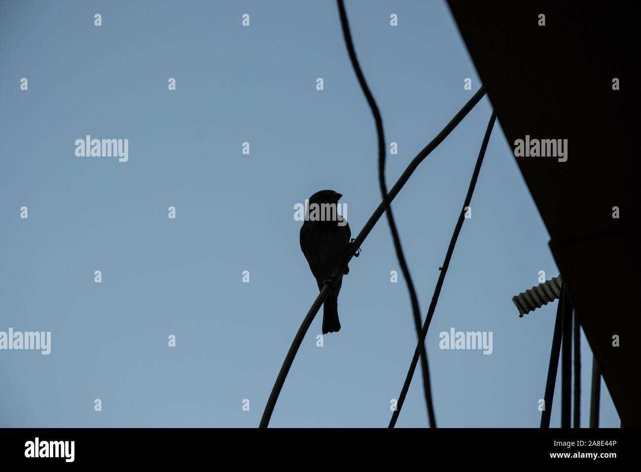 Bird seduti su un ware, scena all'aperto, animale scena, silhouette di uccello Foto Stock