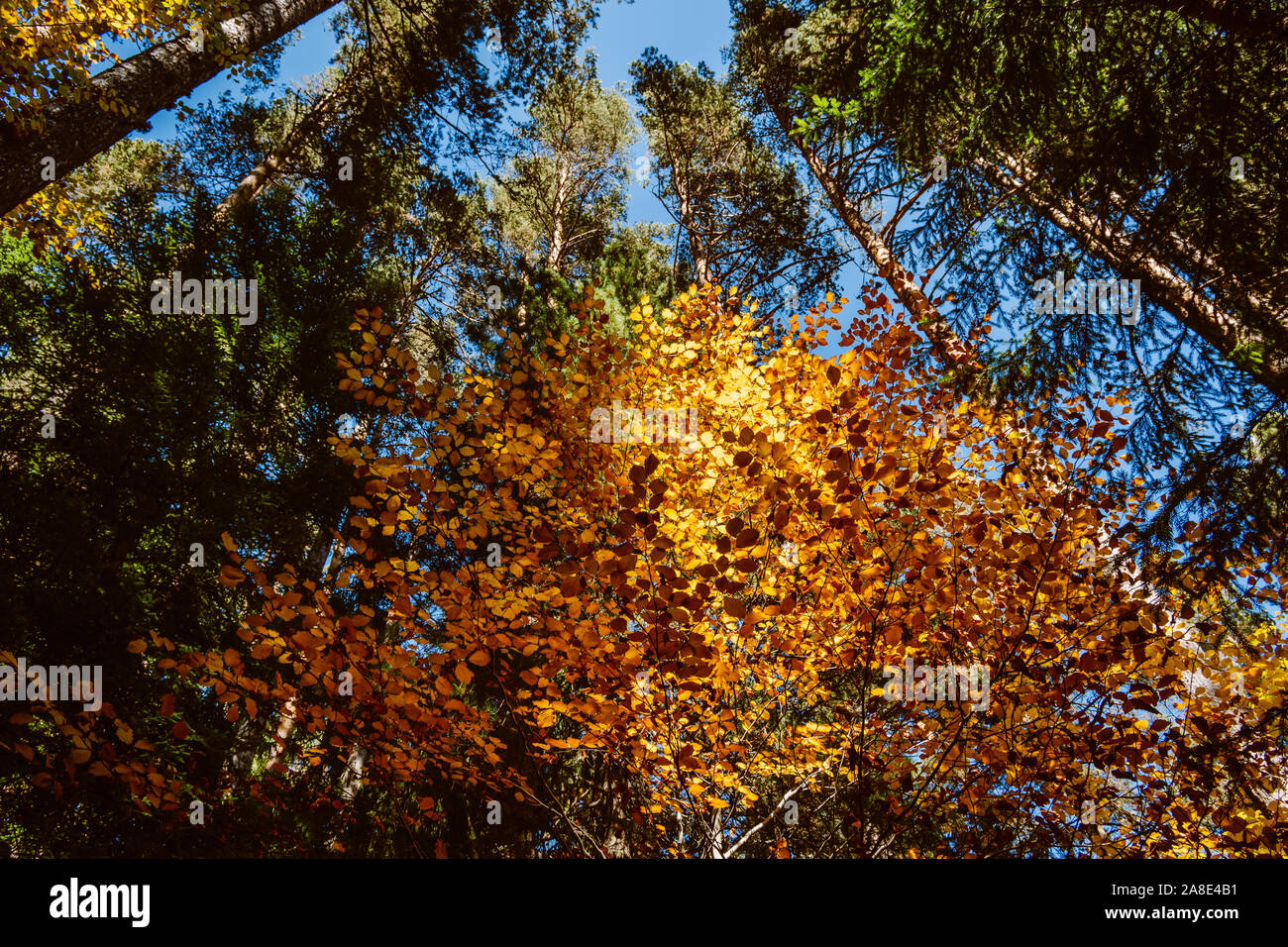 Autunno albero a foglie decidue con il giallo oro foglie colorate illuminate dal sole, circondato da pini. Vista dal basso delle cime di alberi. Foto Stock