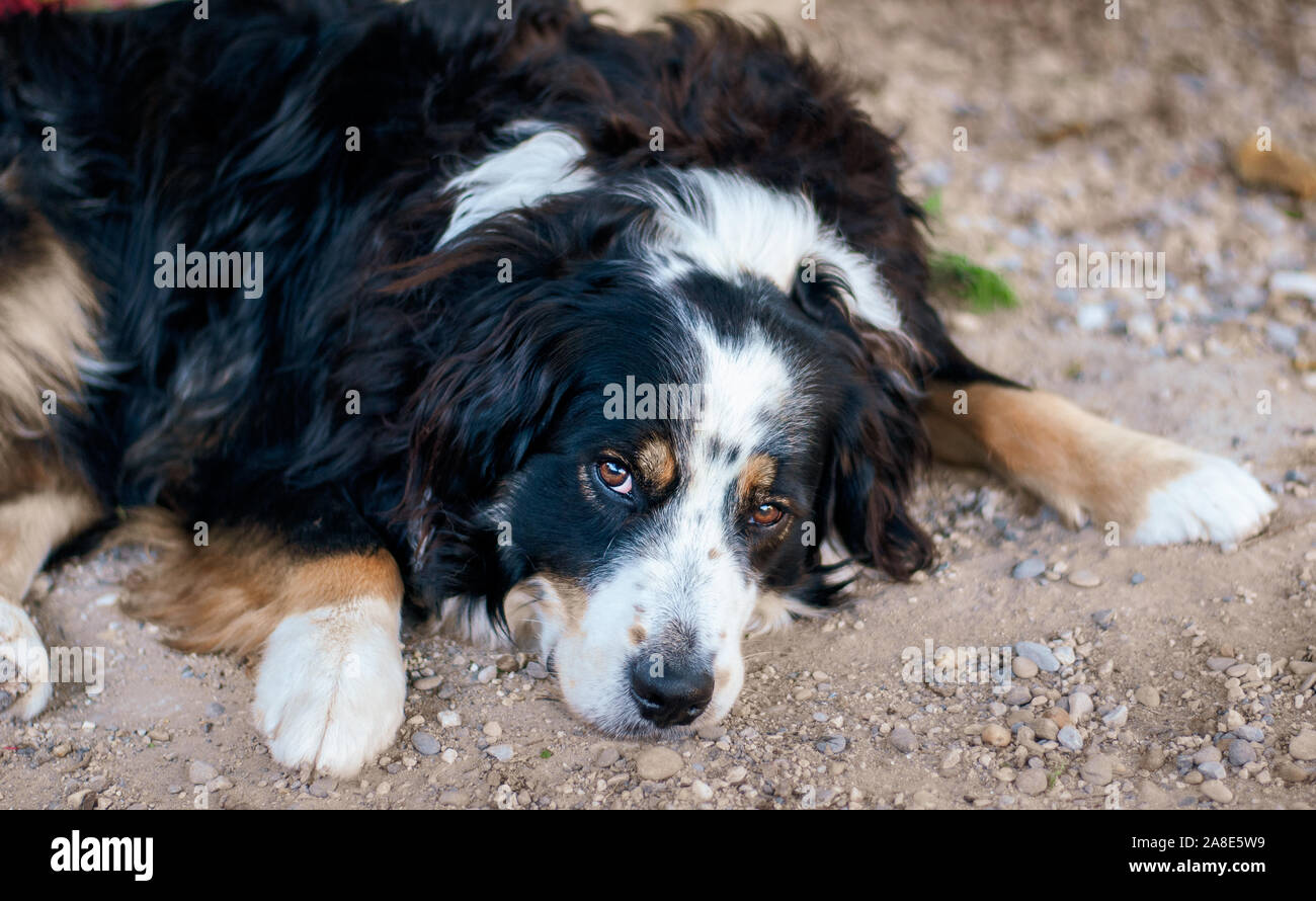 Triste o malati cane recante sulla ghiaia guardando nella fotocamera con grandi occhi marroni. Foto Stock