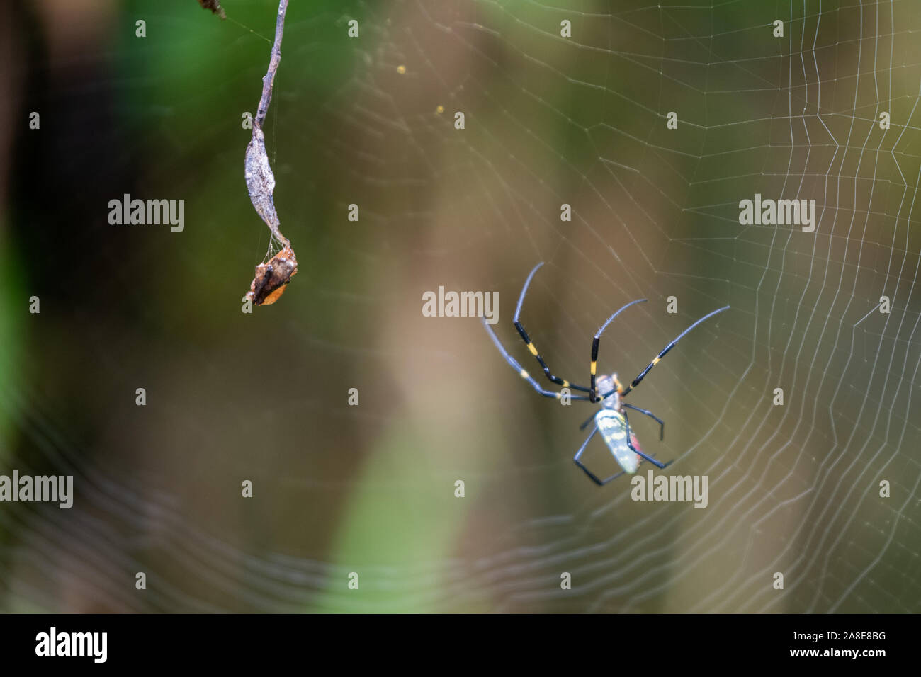 Un ragno Nephila accanto ad alcuni pregare che è stata legata fino pronto a mangiare, trovati in Vietnam Foto Stock