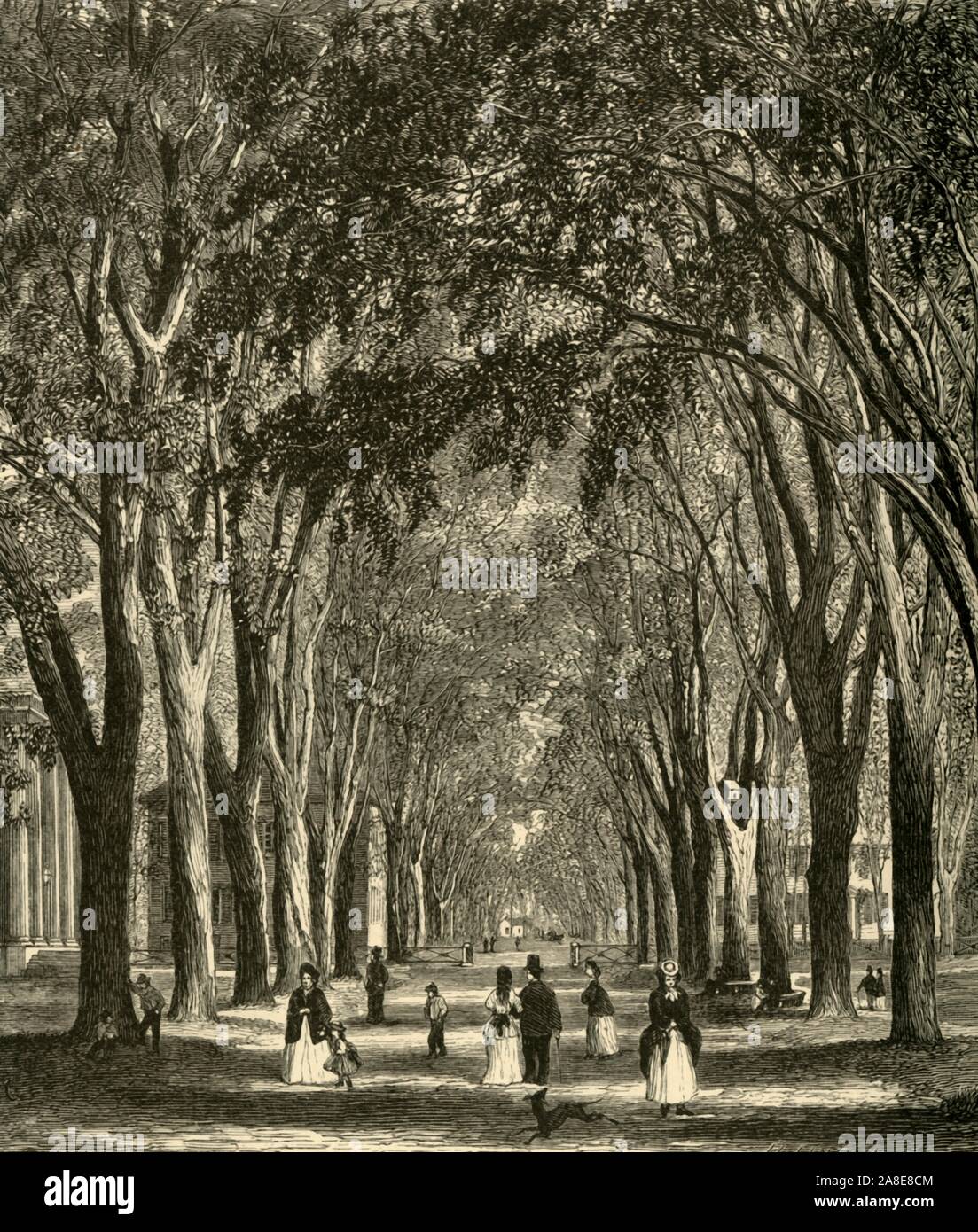 'L'New-Haven Elms', 1874. La gente camminare all'ombra dell'Olmo Arcade, Temple Street, New Haven, Connecticut, Stati Uniti d'America. Dai primi anni del novecento, American elms che sono nativi Nord America orientale, sono state ampiamente coltivato in tutto Connecticut come alberi di ombra e al villaggio di linea e per le strade delle città. Dal pittoresco America; o, la terra in cui viviamo, una delimitazione dalla penna e matita di montagne, fiumi, laghi...con illustrazioni su acciaio e legno da eminenti artisti americani" Vol. II, edito da William Cullen Bryant. [D. Appleton and Company, New York, 1874] Foto Stock
