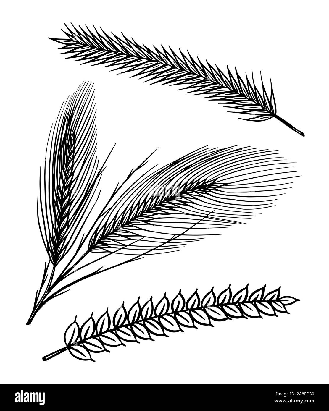 Vintage di frumento e di segala set. Mais per Forte bere alcool. Cereali per panetteria. Disegnato a mano disegno inciso per poster, etichette o badge. Ingrediente per Illustrazione Vettoriale