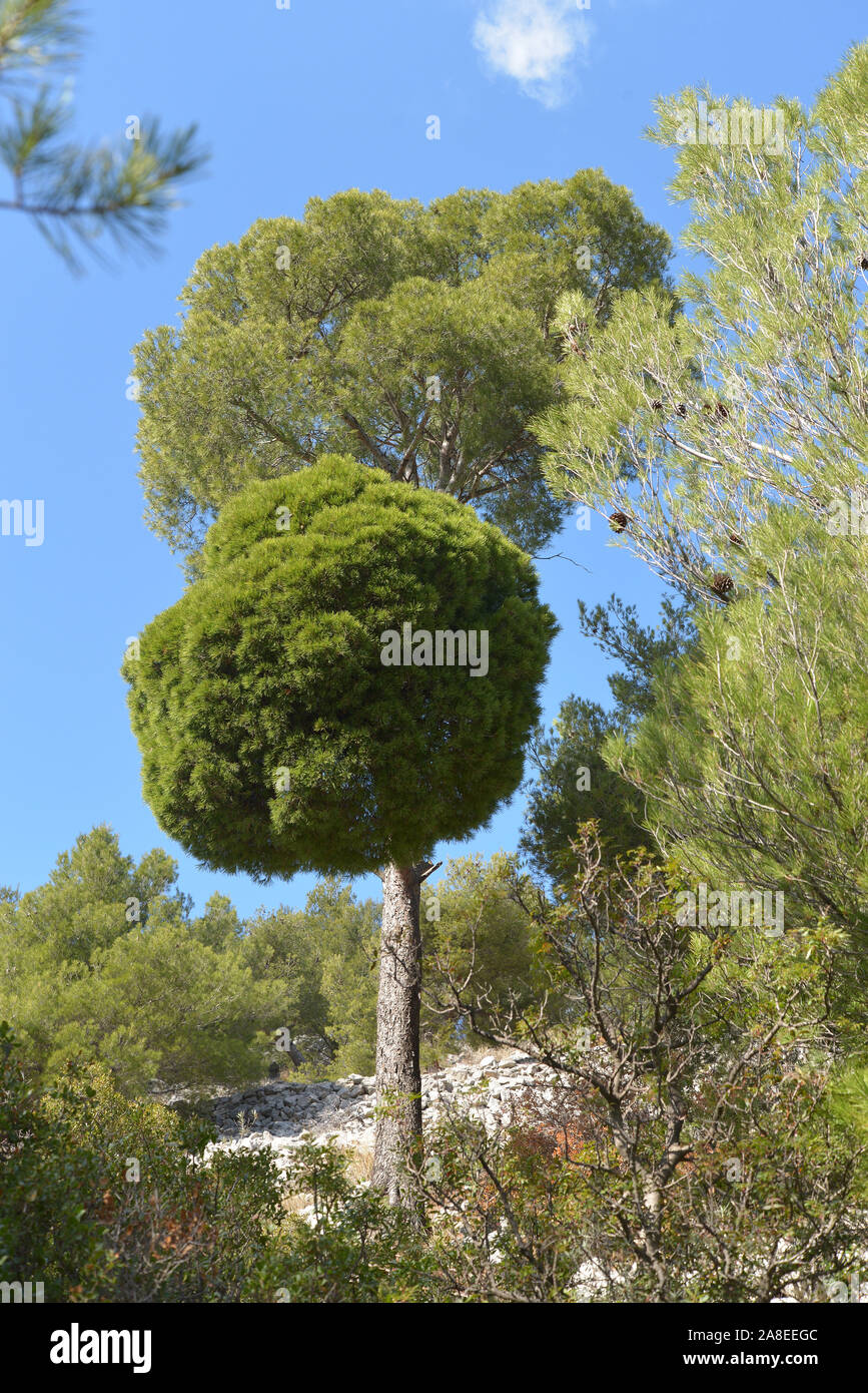 Toulon f 83 Strega ginestra su un albero di pino al Mount Faron Foto Stock